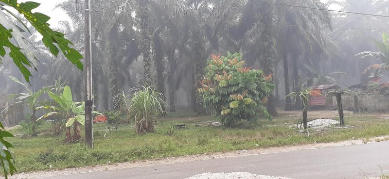 Aktivitas PT SUN kmbali menyiksa warga. Asap tebal yang menyesakkan, kembali   menyelimuti pemukiman warga (Foto Medsos Muhammad Yasin)