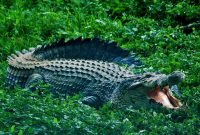 Foto Ilustrasi (Istimewa) 