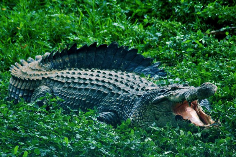 Foto Ilustrasi (Istimewa) 