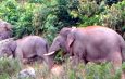 Gajah, Si Bongsor yang Tersekap di Ruang Sempit Bukit Tiga Puluh dan Teso Nilo