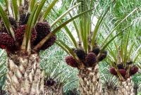 Ilustrasi kebun sawit (Foto Istimewa)