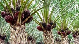 Ilustrasi kebun sawit (Foto Istimewa)