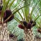 Ilustrasi kebun sawit (Foto Istimewa)