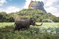 Sri Lanka (Foto Istimewa)