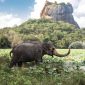 Sri Lanka (Foto Istimewa)