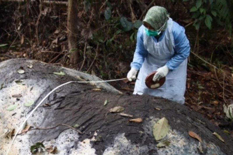 Pemeriksaan gajah yang mati dibunuh di konsesi PT RAPP (Foto Dok BKSDA Riau)