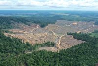 Deforestasi (Foto Antara)