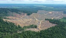 Deforestasi (Foto Antara)